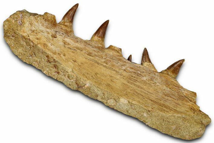 Fossil Mosasaur (Hainosaurus) Jaw Section with Teeth - Morocco #353158